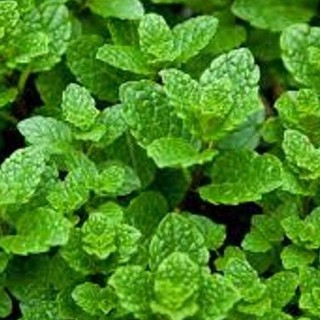 Hạt giống Húng bạc hà (Húng lủi) – 0.1Gram
