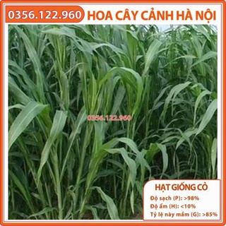 Hại giống cỏ chăn nuôi cao lương SUDAN LAI gói 1kg