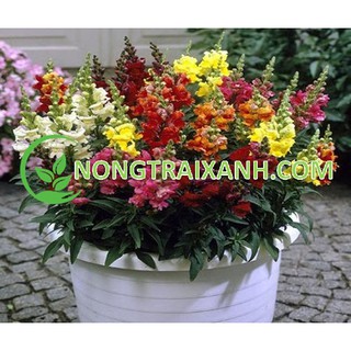 300H - HẠT GIỐNG HOA MÕM SÓI MIX NHIỀU MÀU