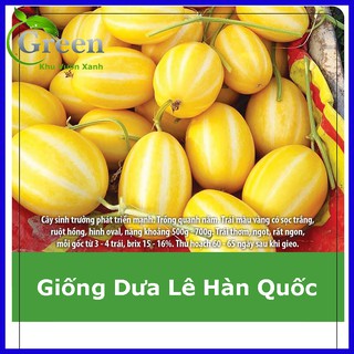 Hạt giống dưa lê hàn quốc vỏ vàng lai