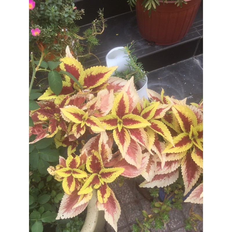 Cây lá gấm bầu đất không chậu