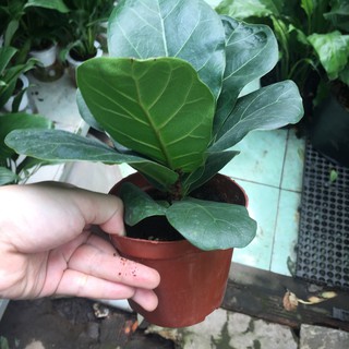 Combo chậu + cây bàng Singapore