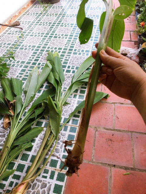 Cây củ nghệ đen -vàng