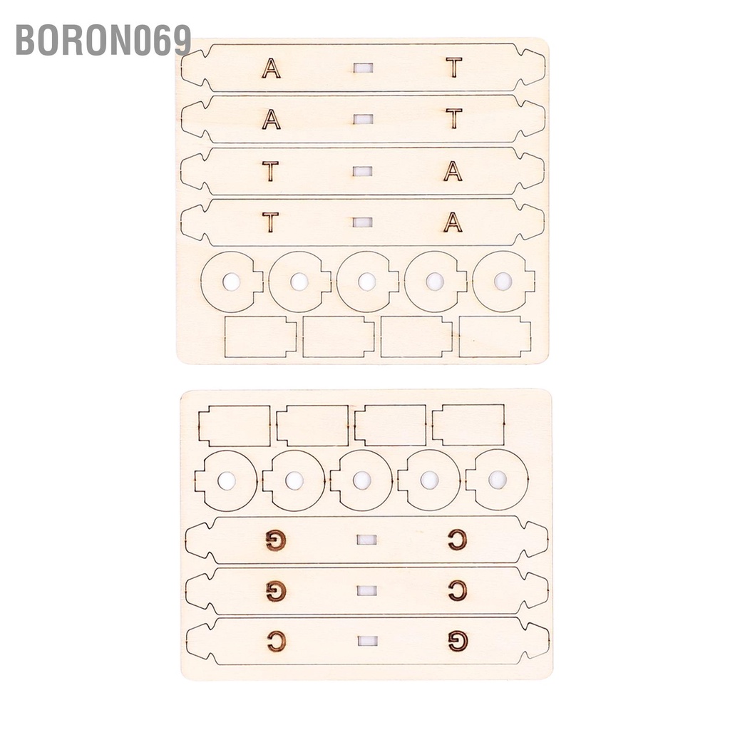 Boron069 Mô hình DNA bằng gỗ Tốt cho sức khỏe Giúp học dễ dàng lắp đặt xoắn ốc đôi tự làm 6 tuổi trở lên
