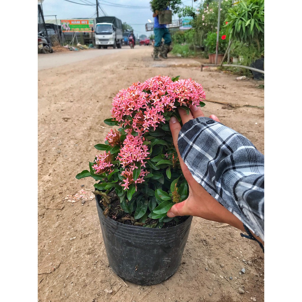 Cây hoa mẫu đơn hồng cao 25-30 cm hoa nở bắt mắt dễ chăm sóc màu sắc lạ mắt trồng trang trí công viên, sân vườn