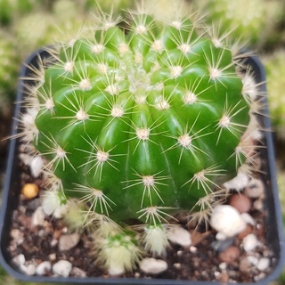 Xương rồng bí xanh size bầu