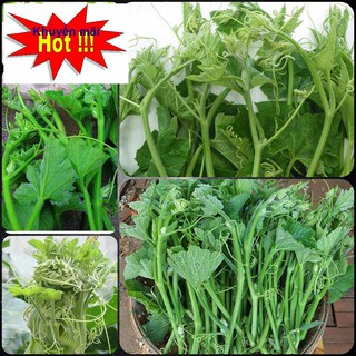 Bí siêu ngọn f1 ngọn cực mập 10gr tặng kích mầm