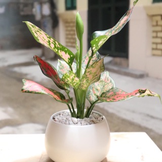 Cây vạn lộc để bàn, trang trí bàn làm việc giá rẻ