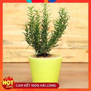 Hạt giống Cây Hương Thảo gia vị đuổi muỗi gói 20-30 hạt