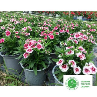 100 Hạt giống Cẩm chướng đơn (tặng gói Kích nẩy mầm và Hướng dẫn) THUTHUY