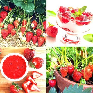 Gói 1000 hạt giống dâu tây đỏ