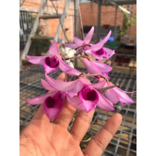 [ KIE GIỐNG ] Giả hạc rừng hà tĩnh