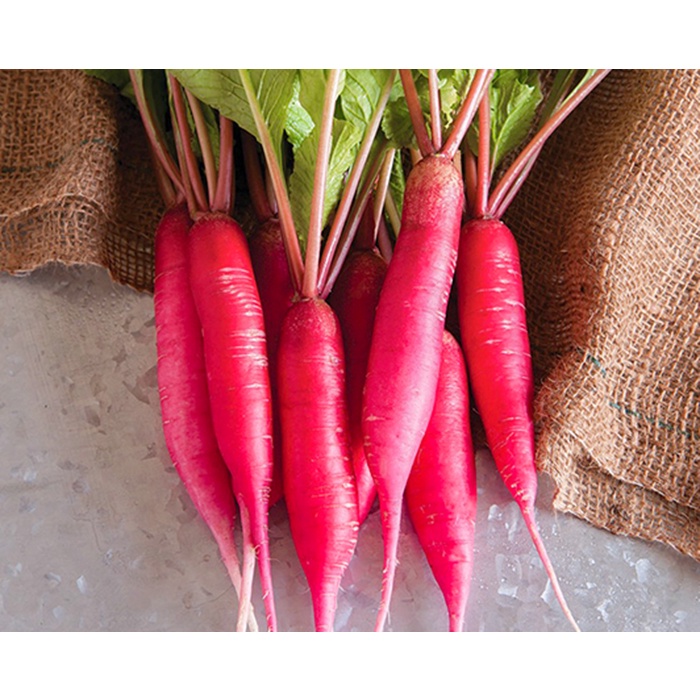 Hạt giống củ cải đỏ dài nhập Thái lan nguyên gói 5gr (~300 hạt) (Red Radish)