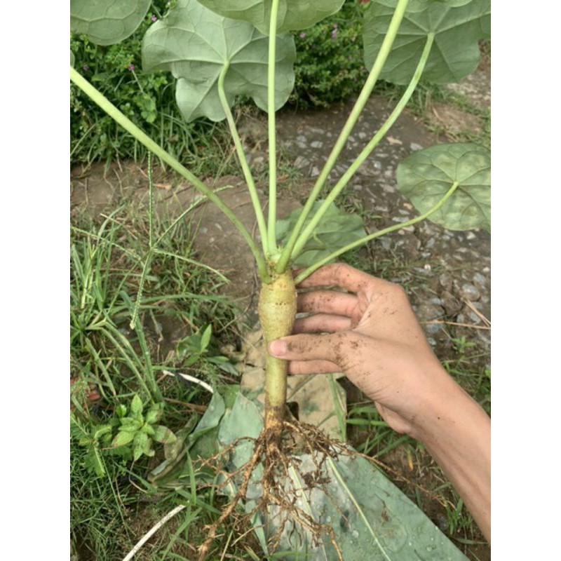 Cây ngô đồng cây sen tàu làm giống dùng làm cảnh hoặc làm thuốc