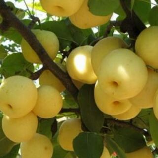 Cây lê vàng siêu quả