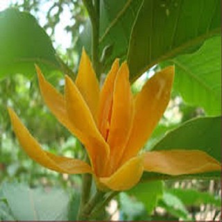 COMBO 2 BẦU CÂY GIỐNG NGỌC LAN HOA VÀNG