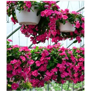 50 Hạt giống hoa Dừa cạn hồng