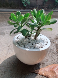 Chậu Cây Ngọc Bích