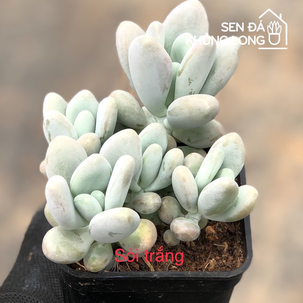 Sen đá Sỏi Trắng - Pachyphytum Oviferum