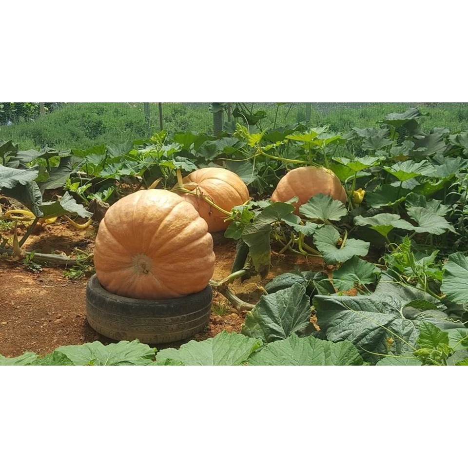 Hạt giống bí ngô khổng lồ gói 6 hạt