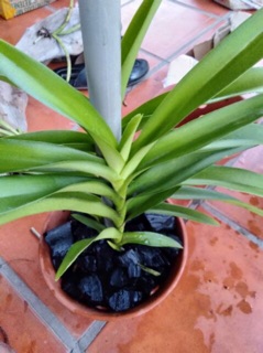 Hoa lan mokara cây con -màu đỏ