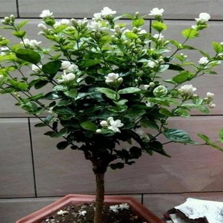 CÂY HOA NHÀI TA CÁNH KÉP THƠM, CÂY ĐANG NỤ