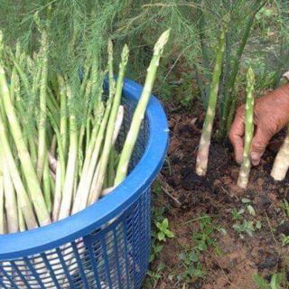 Hạt Giống Măng tây Xanh F1(40hạt)+ tặng kèm viên nén sơ dừa kich mầm