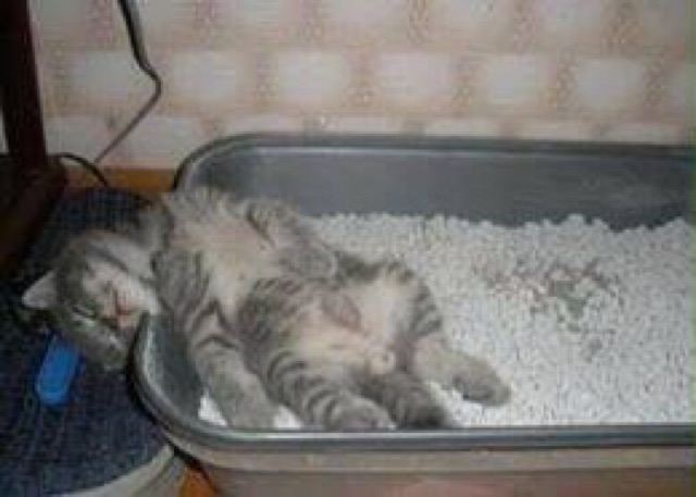 Cát vệ sinh cho mèo