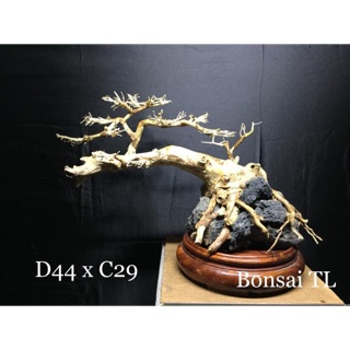 Lũa Bonsai Thuỷ Sinh D44 x C29