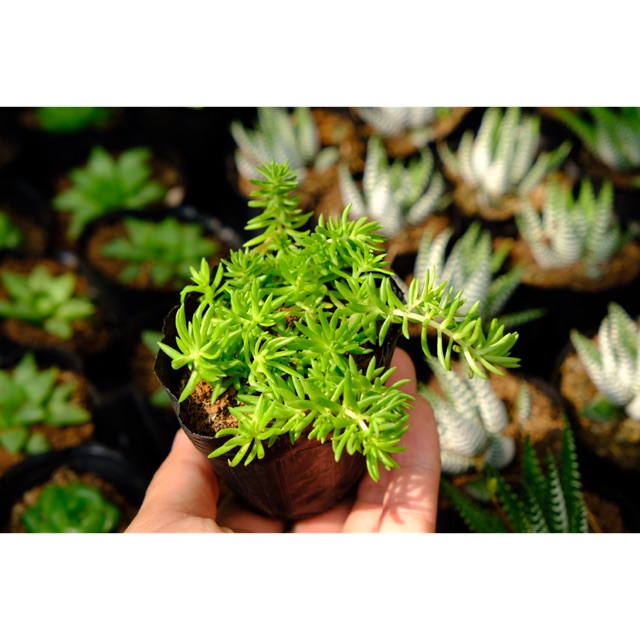 SEDUM XANH LÁ DÀI FREESHIP  ĐÃ THUẦN XỨ NÓNG SIU CUTE CHUẨN SIZE BẦU