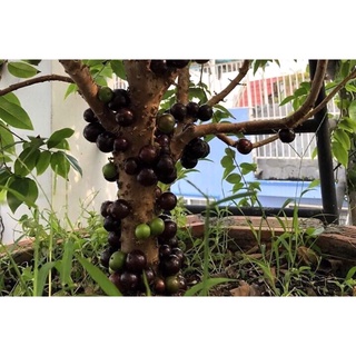 Cây nho thân gỗ nam mỹ cây cao 50cm