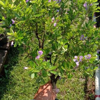 Linh sam siêu bông cây to được trồng trong bầu sắp rể nôm sẵn