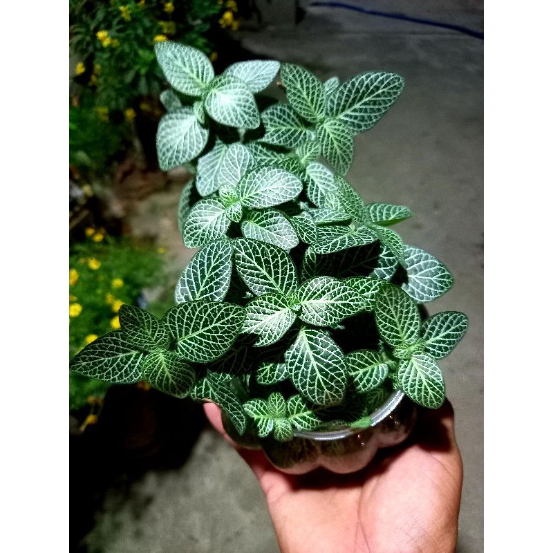 Cây Cẩm Nhung xanh lớn