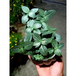 Cây Cẩm Nhung xanh lớn