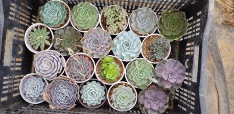 Sen đá (SIZE TRUNG) kích thước từ 9-12cm
