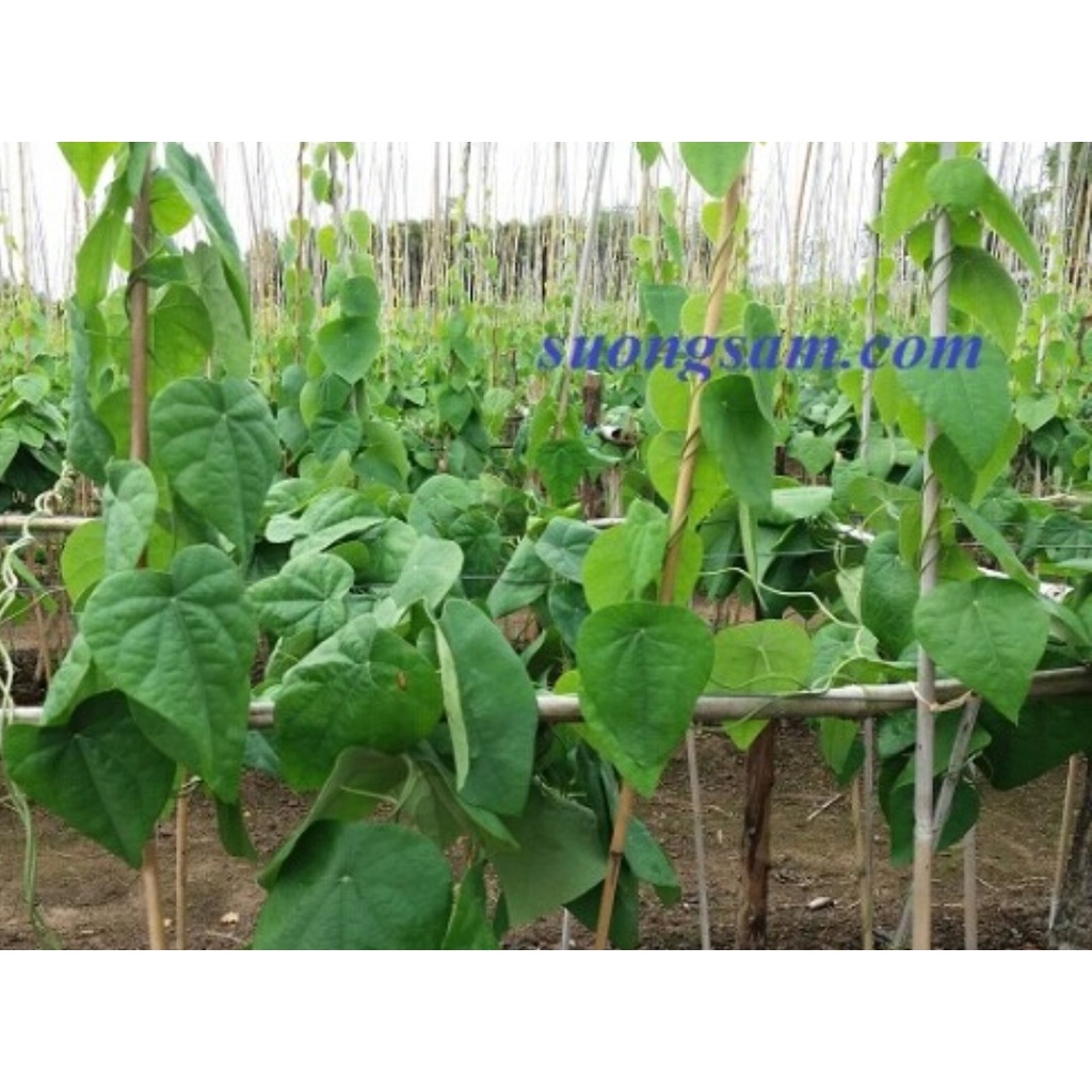 2 BẦU CÂY GIỐNG SƯƠNG SÂM LÔNG