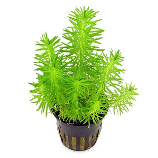 Cây Thủy Sinh Liễu Bông - 30k/ 7 ngọn