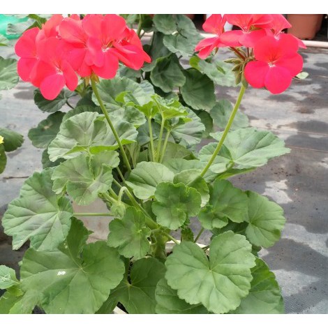 Hạt giống hoa phong lữ thảo nhiều màu 15 hạt