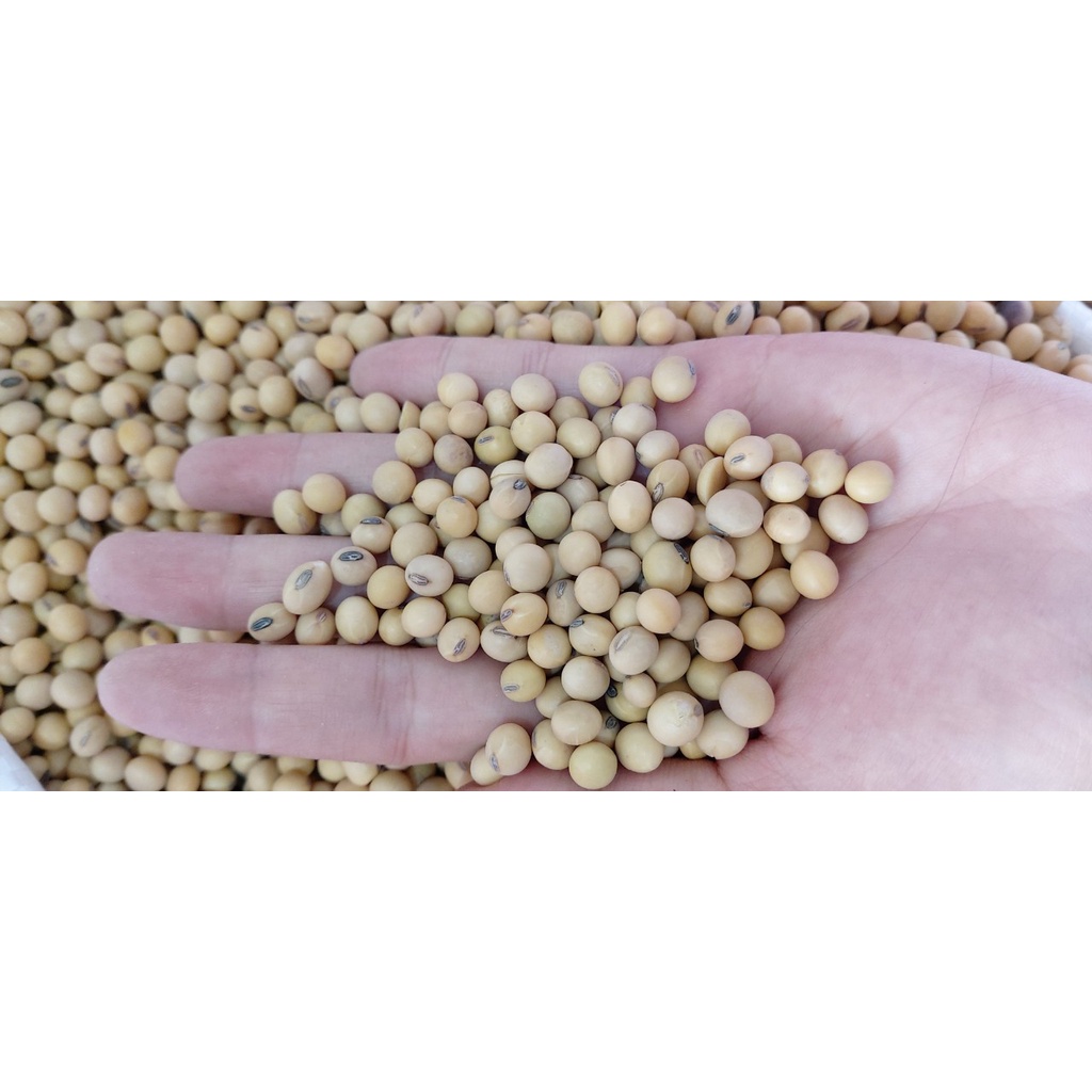 Hạt đậu nành- đậu tương hữu cơ