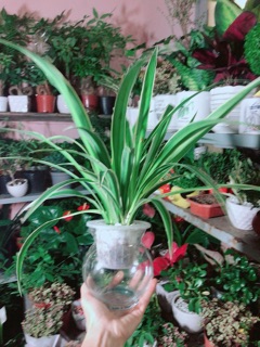 Chậu Cây Dây Nhện Thuỷ Sinh