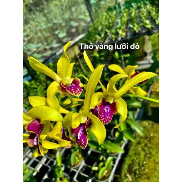 Cây hoa lan tím cô dâu, so nha