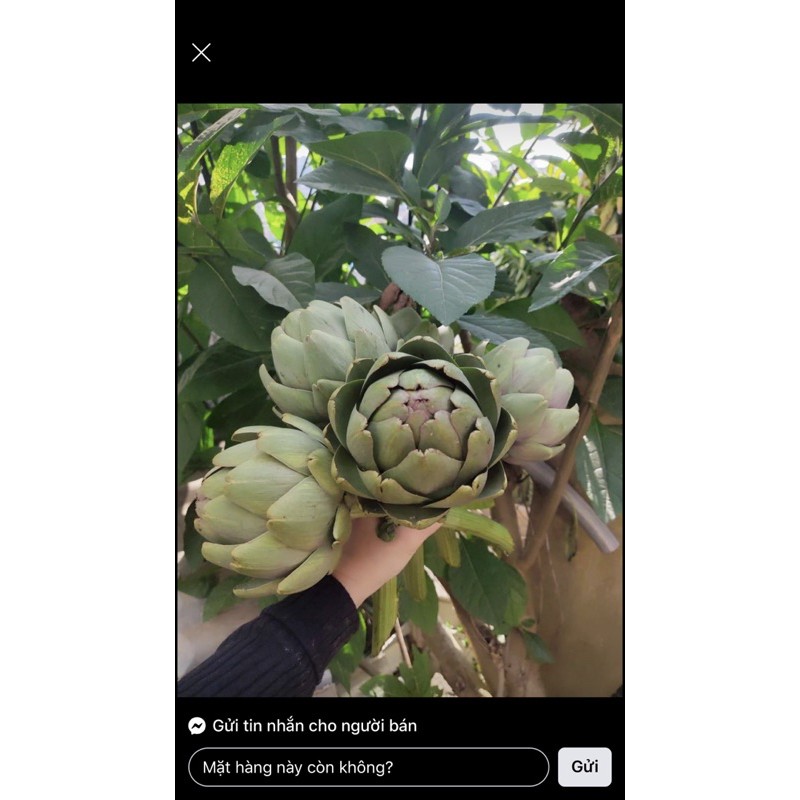 BÔNG ATISO TƯƠI ĐÀ LẠT 1-3kg