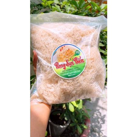 RỌNG SỤN BIỂN