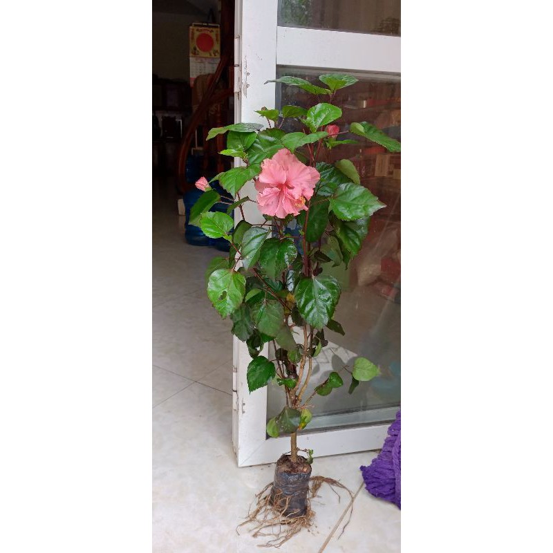 Dâm bụt kép bông to