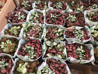 Cây cẩm nhung ( lá may mắn )