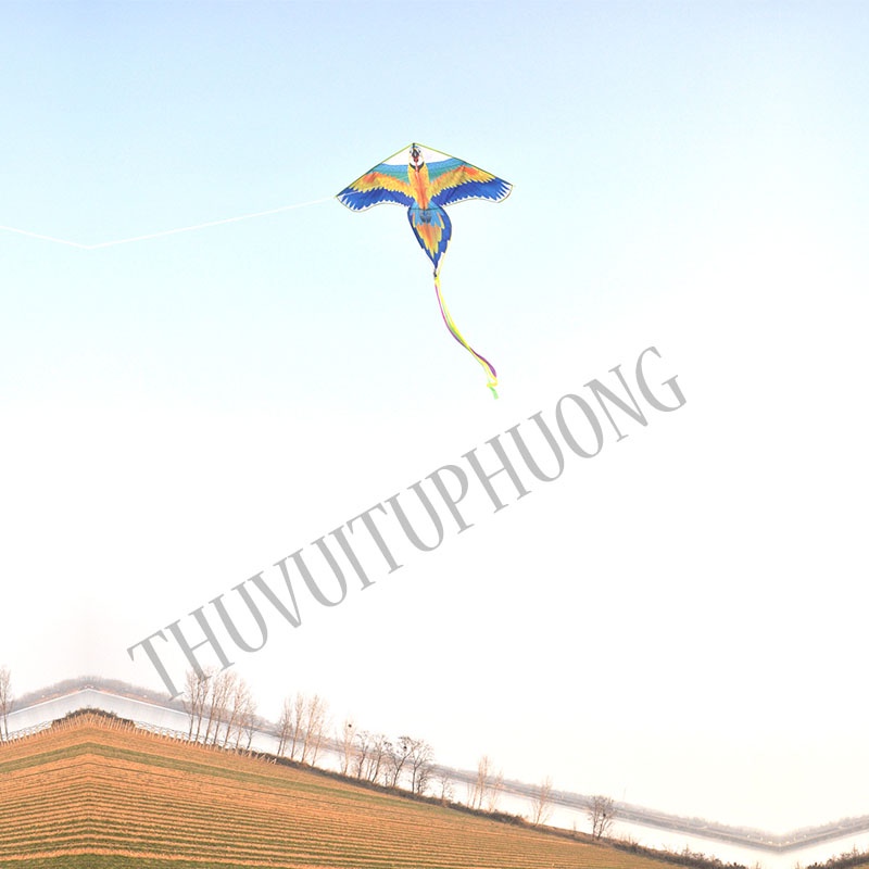 DIỀU VẸT-DIỀU HÌNH CON VẸT