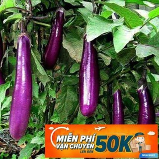1g Hạt giống Cà tím (tặng gói kích nẩy mầm và hướng dẫn) LuckyseadTG