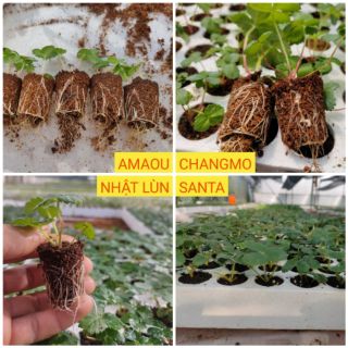 COMBO 8 Cây Giống Dâu Tây Chịu Nhiệt 4 Loại. Nhật Lùn, Amaou, Hàn Santa, Changmo