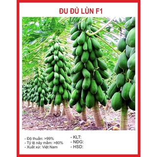Hạt giống Đu Đủ Lùn 5 Hạt hạt giống bốn mùa