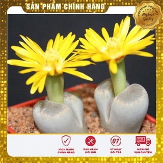 Hạt giống Cây Thạch Lan 5 Hạt